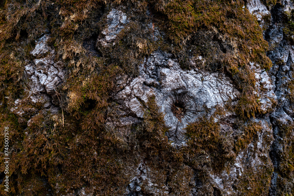 Different tree bark structure in the forest. Different tree bark structure in the forest.