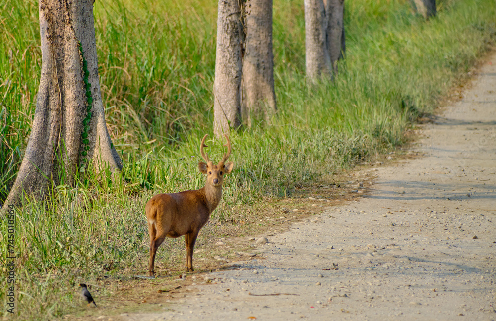 Male hog deer at Kaziranga National Park, Assam, India Male hog deer at Kaziranga National Park, Assam, India