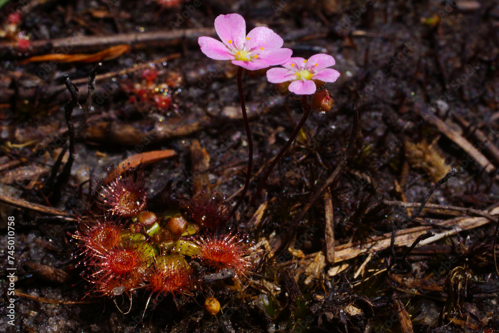 Φωτογραφία Pink flowering plants of the beautiful pygmy sundew (Drosera pulchella), in natu