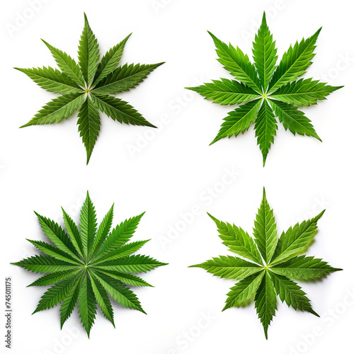 top down view of Marijuana leaf laid horizontally, white background.