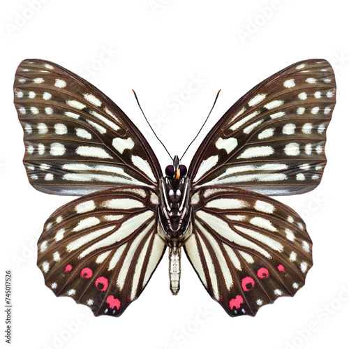 Hestina assimilis; red ring skirt butterfly forewing view isolated on white background,