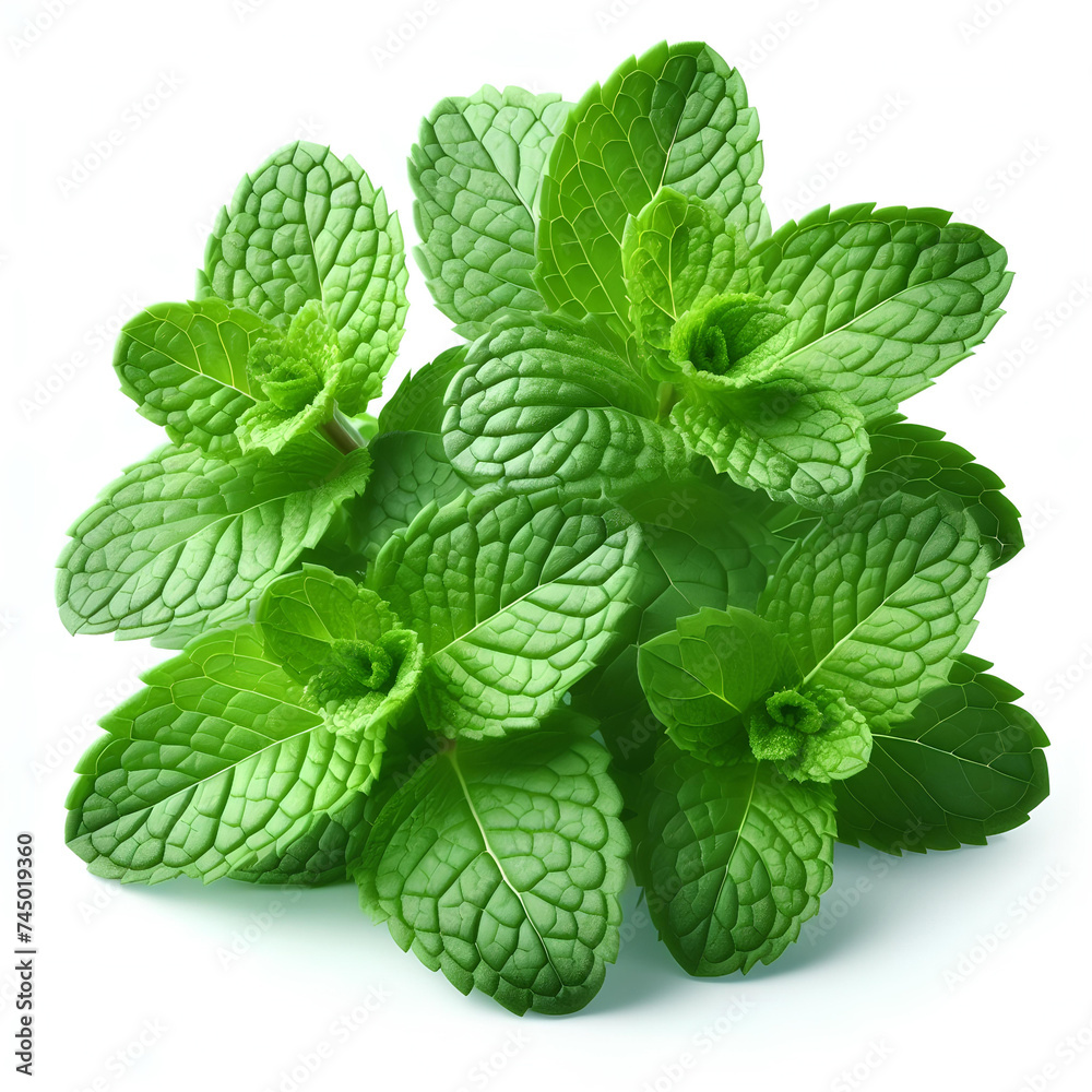 green mint herb isolated on white background green mint herb isolated on white background