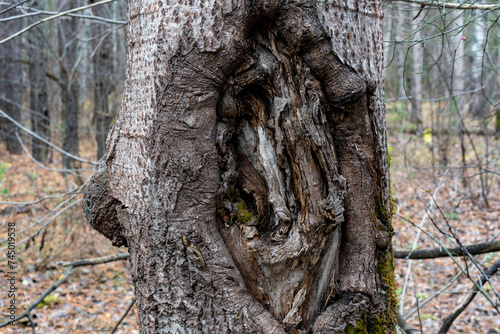 Different tree bark structure in the forest.