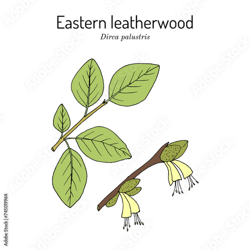 Eastern leatherwood, or Leather Wood (Dirca palustris), medicinal plant