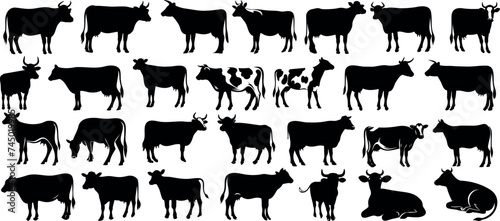Cow silhouettes in diverse positions, ideal for farm, dairy, beef advertisements and educational graphics. Black cows figures on white background, versatile for various contexts