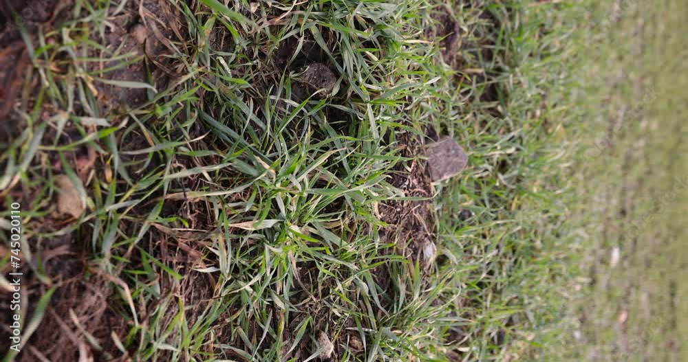 green frost-resistant wheat after frosts and snowmelt, winter wheat sprouts in the field in February in winter green frost-resistant wheat after frosts and snowmelt, winter wheat sprouts in the field in February in winter
