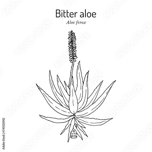 Bitter aloe (Aloe ferox), edible and medicinal plant