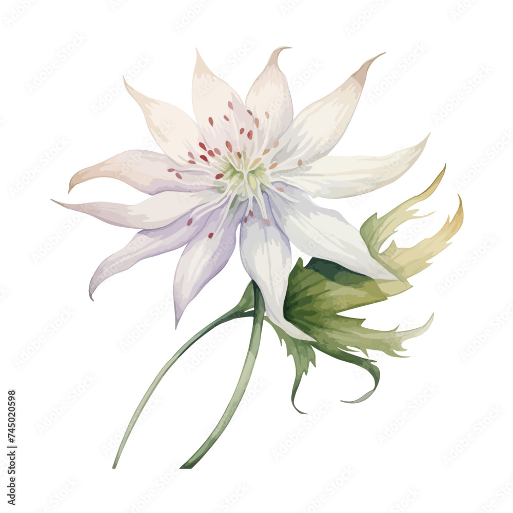 watercolor illustration of a Pastel Beige Columbine Eucalyptus isolated on a white background, vector format, Illustration clipart