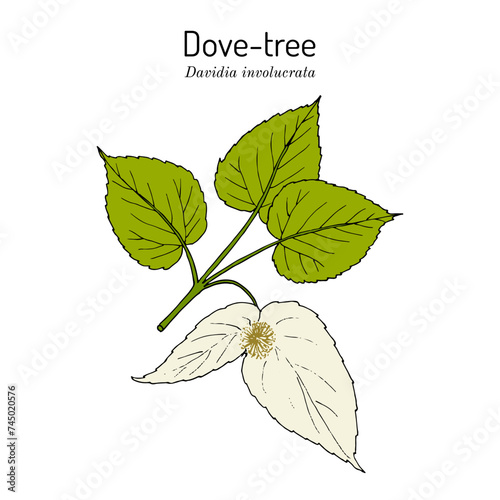 Dove-tree, or pocket handkerchief tree (Davidia involucrata), ornamental plant