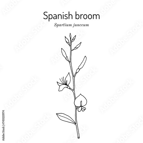 Spanish broom (Spartium junceum), ornamental and medicinal plant