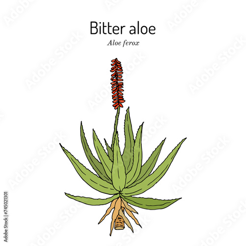 Bitter aloe (Aloe ferox), edible and medicinal plant photo