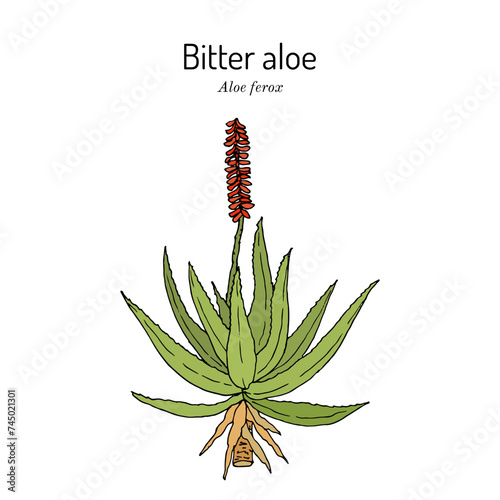Bitter aloe (Aloe ferox), edible and medicinal plant