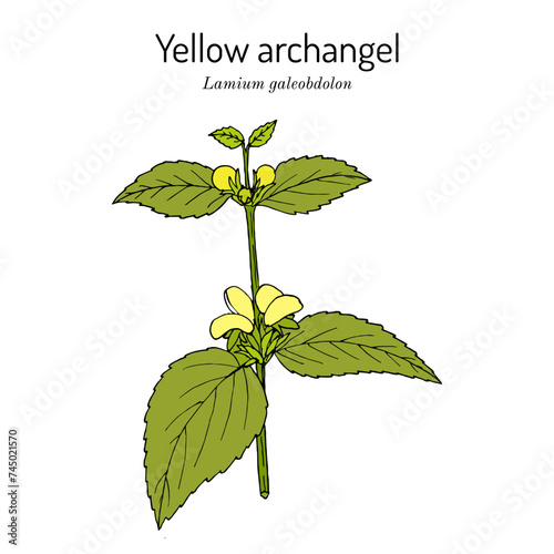 Yellow archangel, or artillery plant (Lamium galeobdolon), edible and medicinal plant