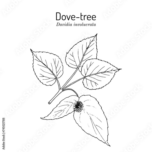 Dove-tree, or pocket handkerchief tree (Davidia involucrata), ornamental plant