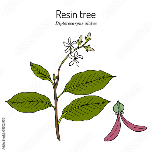 Resin tree (Dipterocarpus alatus), medicinal plant