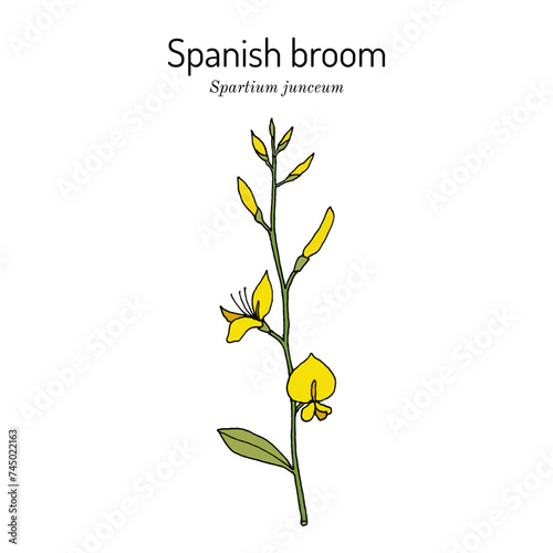 Spanish broom (Spartium junceum), ornamental and medicinal plant photo