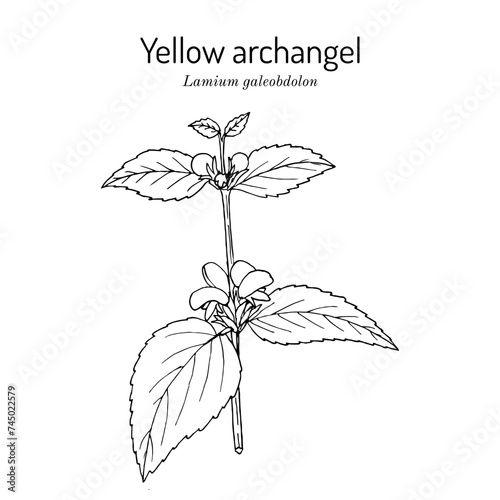 Yellow archangel, or artillery plant (Lamium galeobdolon), edible and medicinal plant