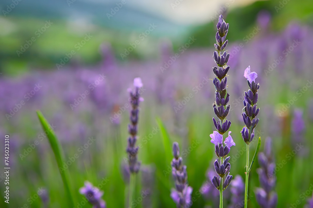 Serenity in Nature’s Aroma .Lavender Fields in Bloom