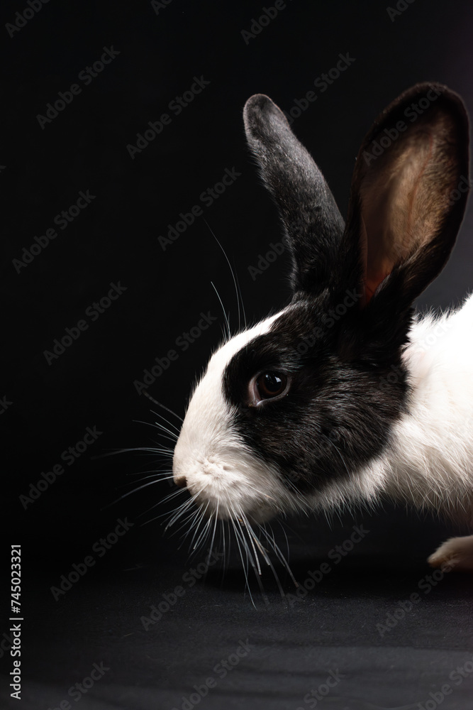 Domesticated rabbit, isolated on black background Domesticated rabbit, isolated on black background