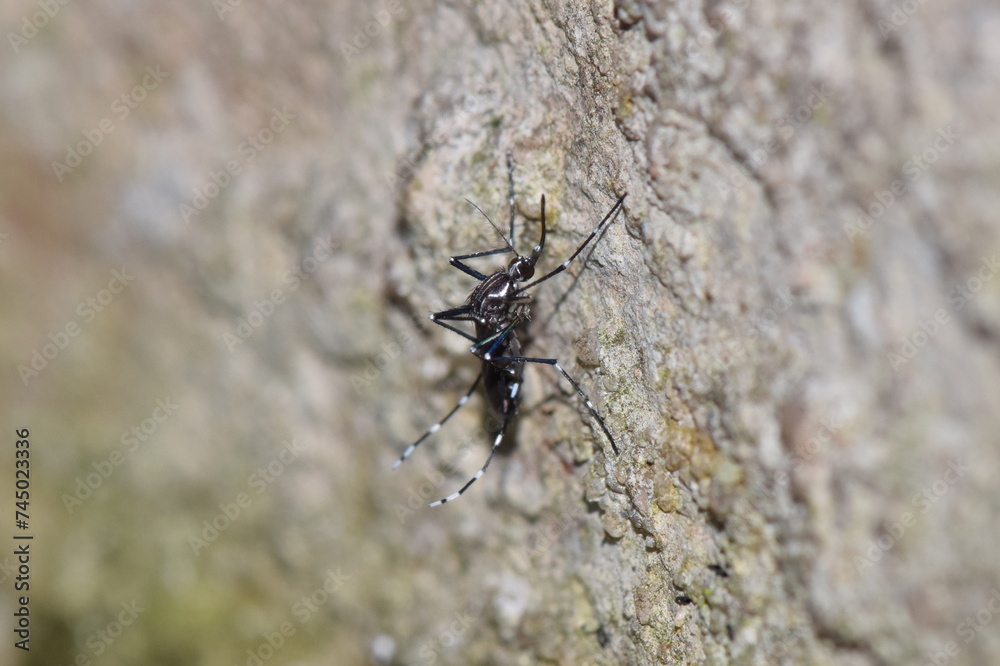 Aedes mosquito Aedes mosquito