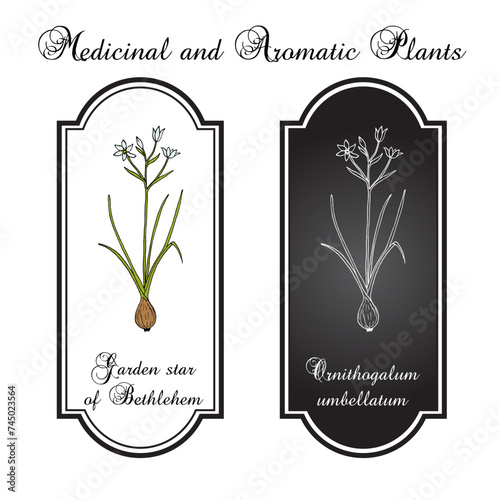 Garden star-of-Bethlehem, or grass lily (Ornithogalum umbellatum), ornamental and medicinal plant