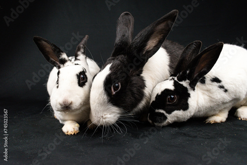 Mini rex rabbits and domesticated rabbit, isolated on black background photo