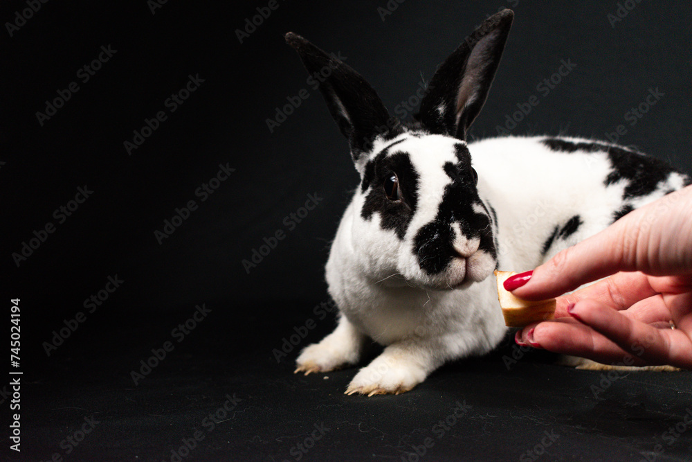 Fototapeta premium Mini rex rabbit, isolated on black background