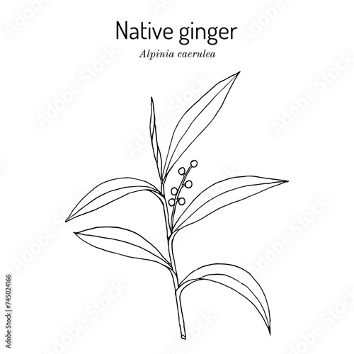 Native ginger (Alpinia caerulea), edible plant