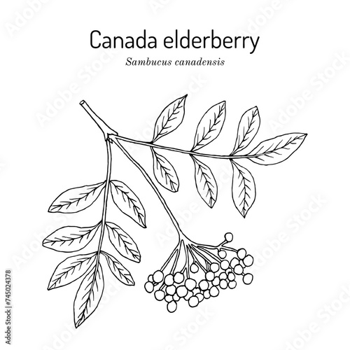 Canada elderberry (Sambucus canadensis), edible and medicinal plant.