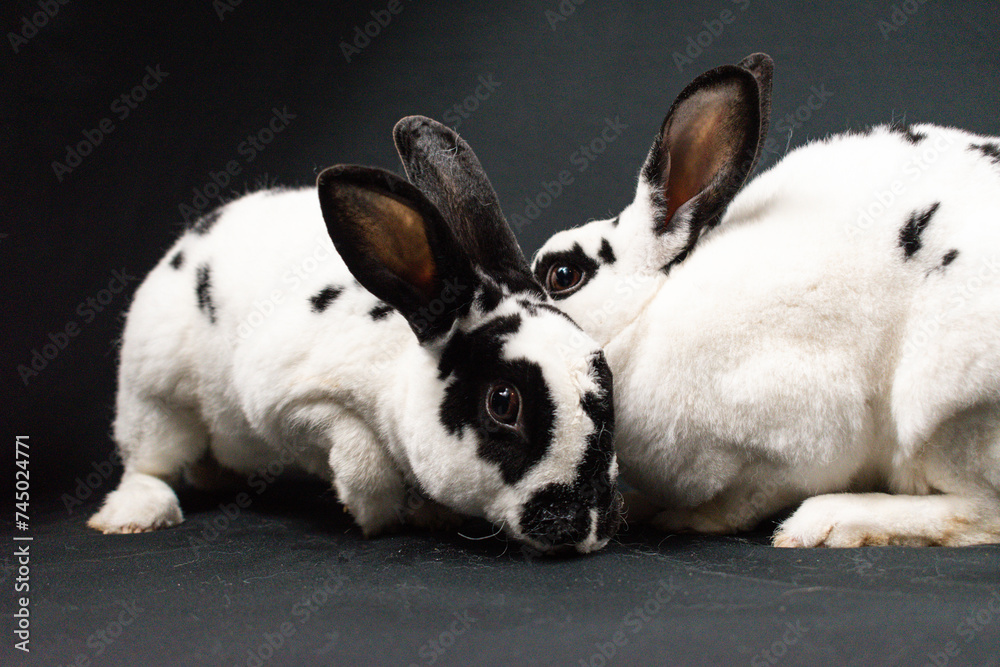 Mini rex rabbits, isolated on black background Mini rex rabbits, isolated on black background