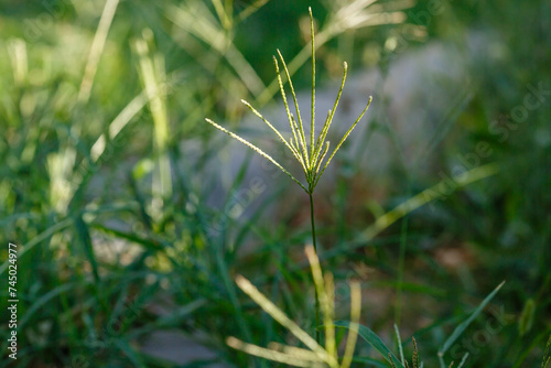 Photography Pigweed or palmate grass ( lat
