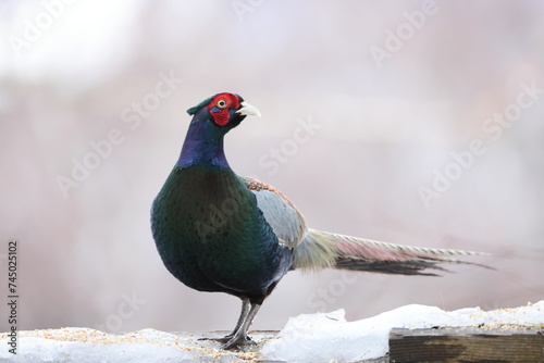The green pheasant (Phasianus versicolor), also known as the Japanese green pheasant, is an omnivorous bird native to the Japanese archipelago, to which it is endemic. photo