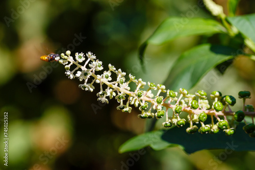 Bee on flower of lakonos. Flowering of the American Lakonos. American Phytolacca ( lat. Phytolacca americana ) is a perennial herbaceous plant photo