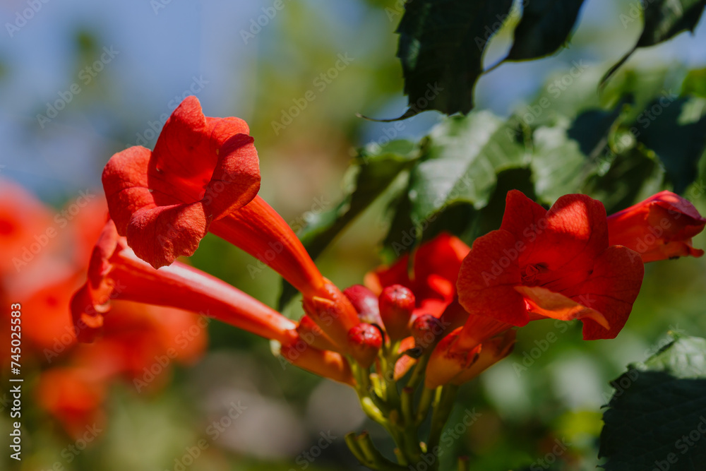 Bee on flower of Campsis. Campsis radicans flowers (trumpet vine or trumpet creeper). _ow itch vine or hummingbird vine,Trambita, Luleaua turcului is a perennial Liana Bee on flower of Campsis. Campsis radicans flowers (trumpet vine or trumpet creeper). _ow itch vine or hummingbird vine,Trambita, Luleaua turcului is a perennial Liana