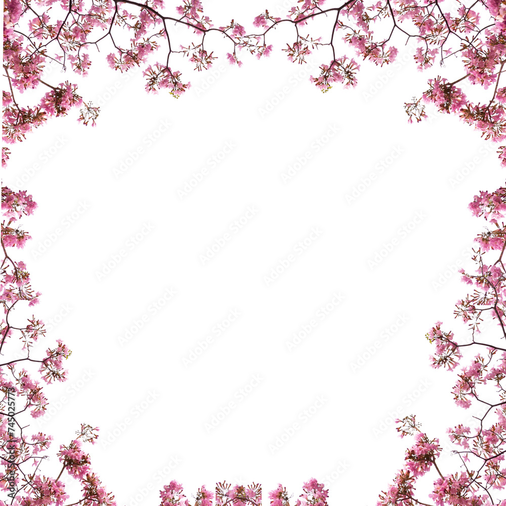 Pink cherry blossom flowers isolated frame background 