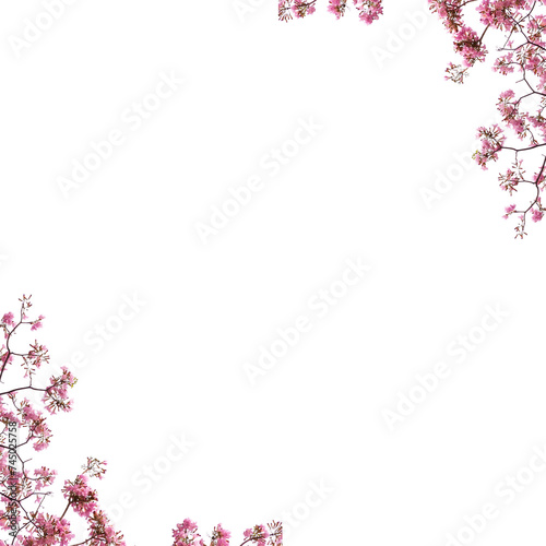 pink cherry blossom border isolated on white  © Pencile Art Design