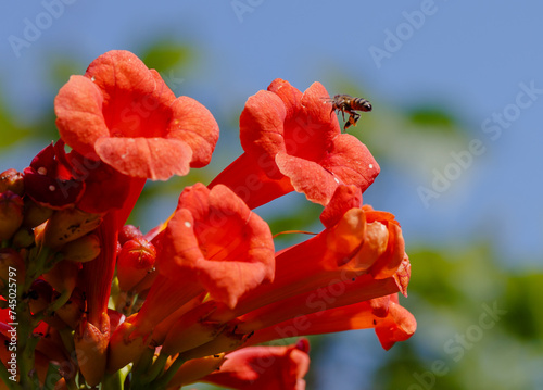 Bee on flower of Campsis. Campsis radicans flowers (trumpet vine or trumpet creeper). _ow itch vine or hummingbird vine,Trambita, Luleaua turcului is a perennial Liana photo