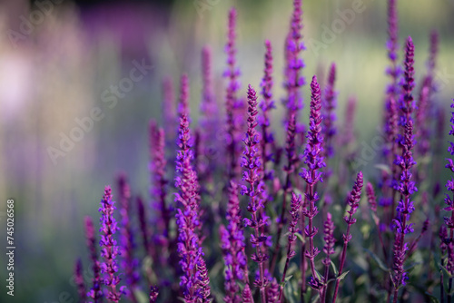 Beautiful blooming bright purple flowers of cultivated salvia.