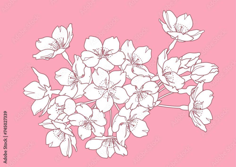 手描きの桜の花の線画イラスト 手描きの桜の花の線画イラスト