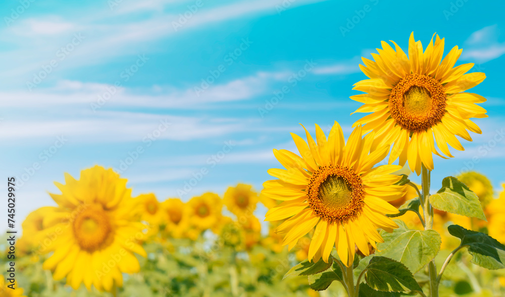 Sunflowers bloom in a vast field under the summer sky