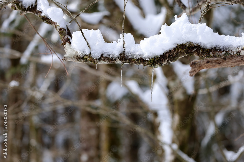 The trees of Mt. Fuji are covered with snow. The trees of Mt. Fuji are covered with snow.
