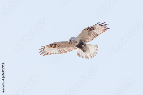                                                                                                                      2024   2   17              A beautiful Rough-legged Buzzard  family comprising the hawks  in hovering.  At Tonegawa riverbed  Gunma  Japan  photo by February 17  2024.  