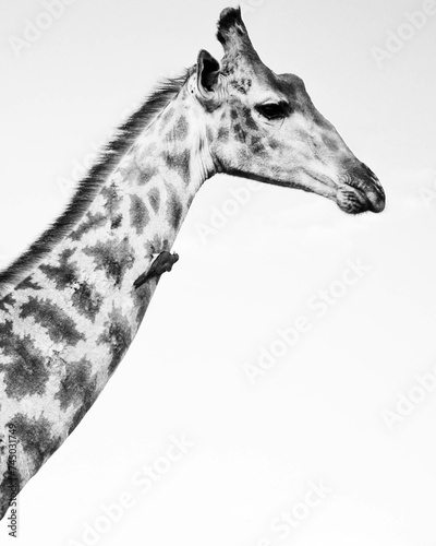 Photography giraffe isolated on white