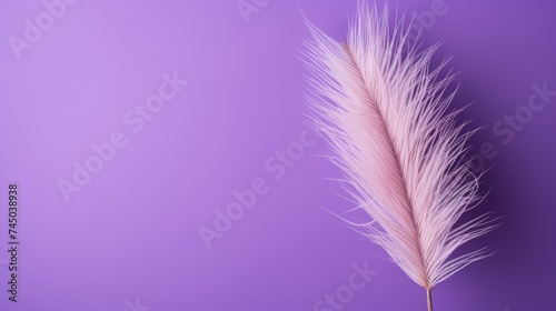 A reed on a purple background.Fluffy pampas grass. Background of reed panicles.Abstract texture. A place for the text. © Cherkasova Alie