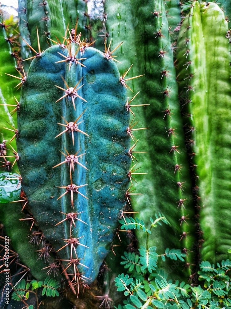 Cacti are commonly found in dry desert areas. Cacti are commonly found in dry desert areas.