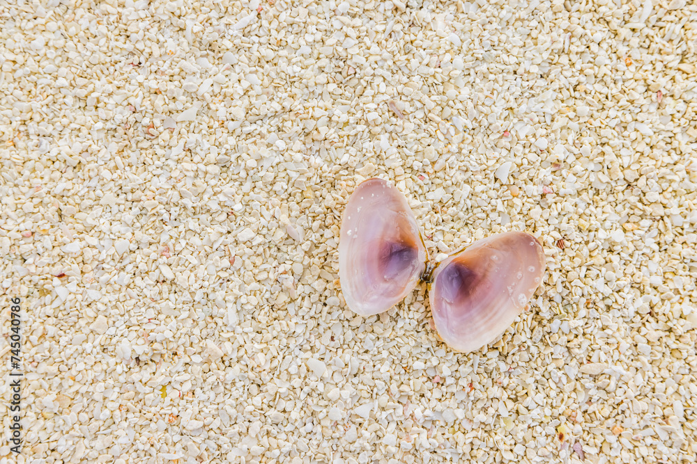 Abstract summer nature pattern. Sea shells on sand. Summer beach background. Top view collection of various Sea shells on warm yellow sand background Abstract summer nature pattern. Sea shells on sand. Summer beach background. Top view collection of various Sea shells on warm yellow sand background