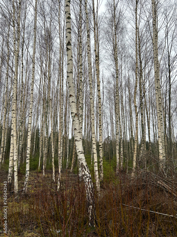 Obraz premium forest in autumn