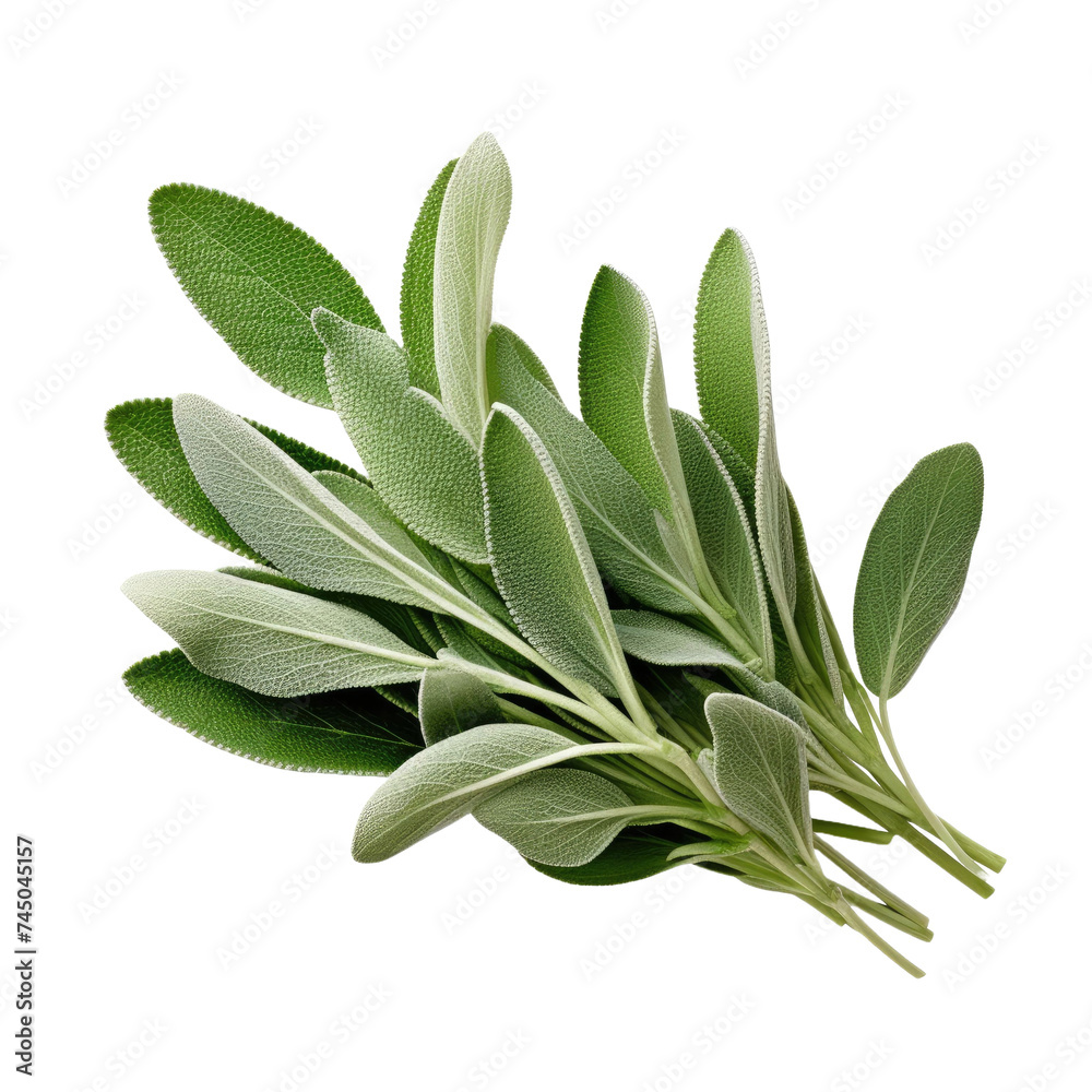 Sage leaves isolated on transparent a white background Sage leaves isolated on transparent a white background
