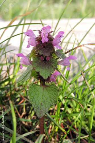 A red dead-nettle purple flowers and leaves © E-lona