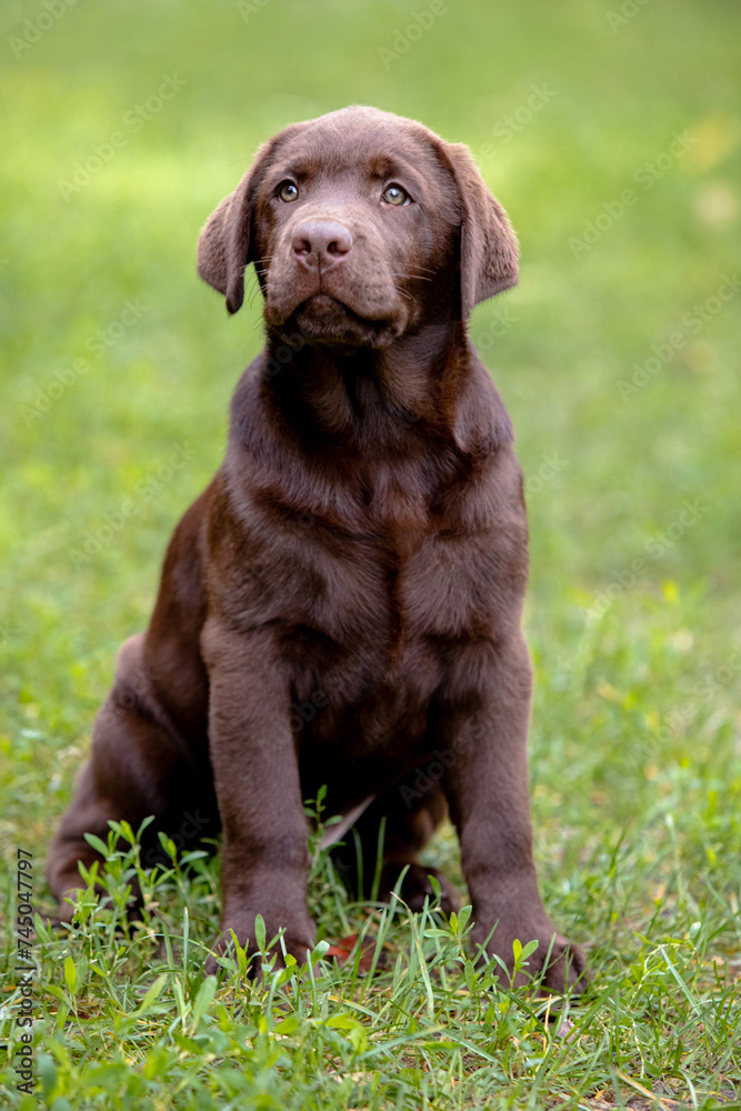 Chocolate Labrador Retriever puppy walking in the forest